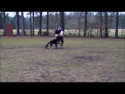 Ike van Blutsenhof IPO 3  C 97 P Wechelderzande.wmv