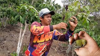 Download lagu Mikat burung sirtu/cipoh menggunakan suara mp3.dapat satu pasang mp3