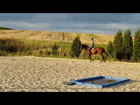 *FOR SALE* 5 y.o. mare Catoo (Con Air) x Landgraf