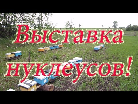 ВЫСТАВКА НУКЛЕУСОВ НА ТОЧЁК, ОБЛЁТ МАТОК И ПЕРВЫЕ ЯЙЦА🔥🔥🔥