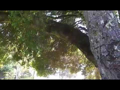 "Urban" Sasquatch? [glyphs and grasses] 4.24.2019