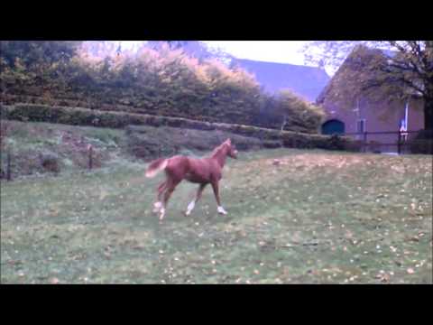 Bon bravour x Weltmeyer x Galvano