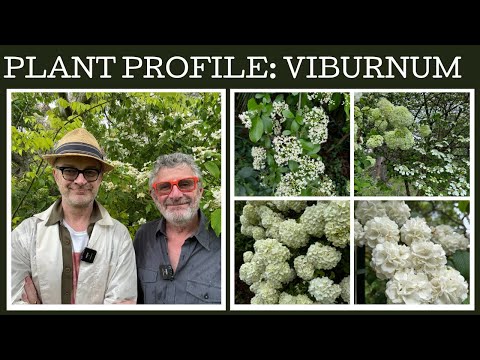 Plant Profile: Viburnums
