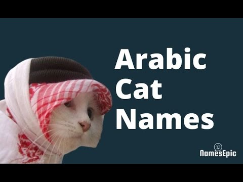 20 Best Arabic Cat Names Ideas for 2022