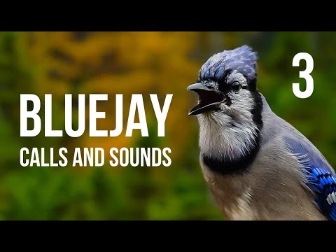 Blue Jay Calls and Sounds Part 3 And Behavior