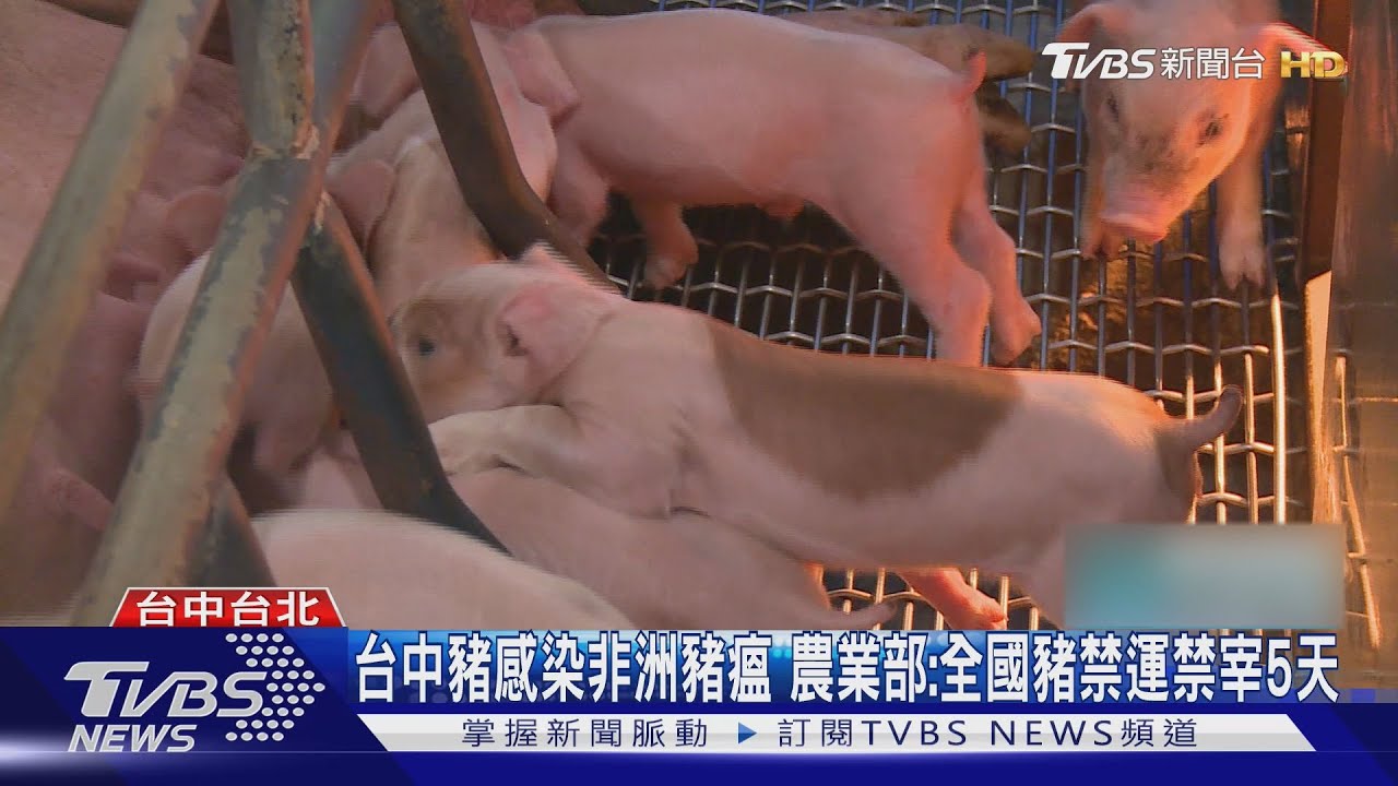 非洲豬瘟襲台中！117頭豬隻離奇死亡　全國緊急禁運禁宰