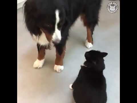 Funny lovely dog and cat videos