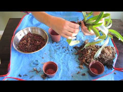 Repotting Paphiopedilum Orchids - Lady Slipper
