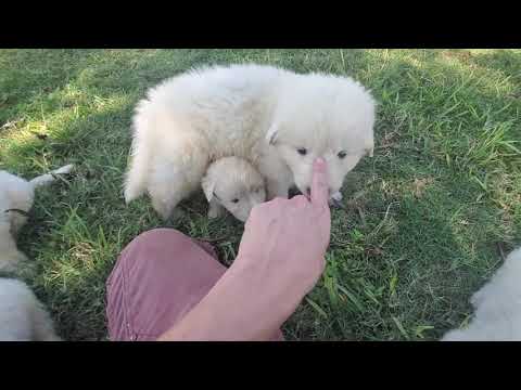Bobbie Joe's puppies are up & about