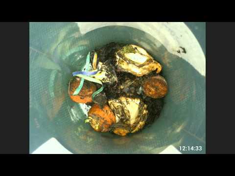 Time Lapse of my composting worms