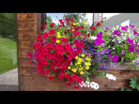 Cabana Daria - Arieseni, Walking Tour, 4K, 2021