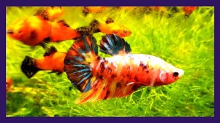 New Betta Fish In My Office Tank