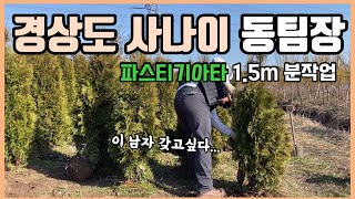 파스티기아타 1.5m 분작업