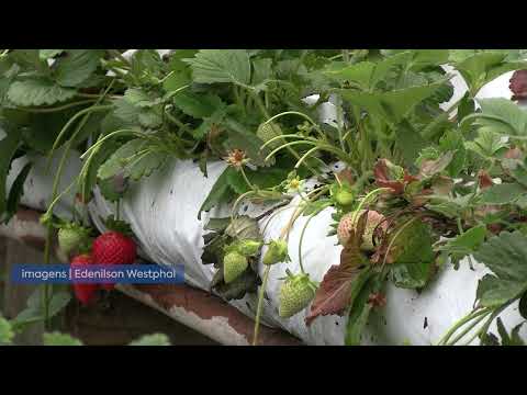 Estragos Temporal Granizo em Trombudo Central!
