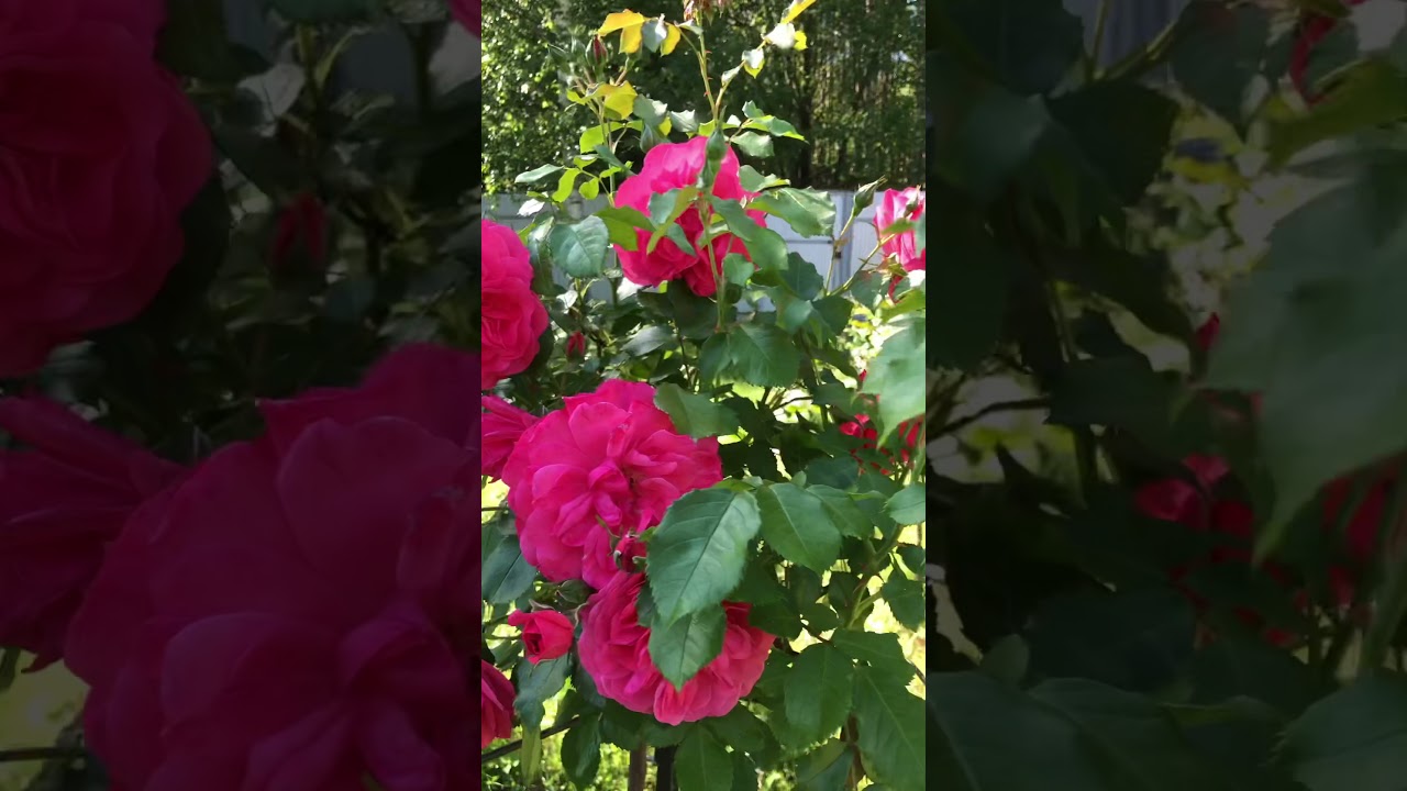 Штамбовая Роза Розариум Ютерсен