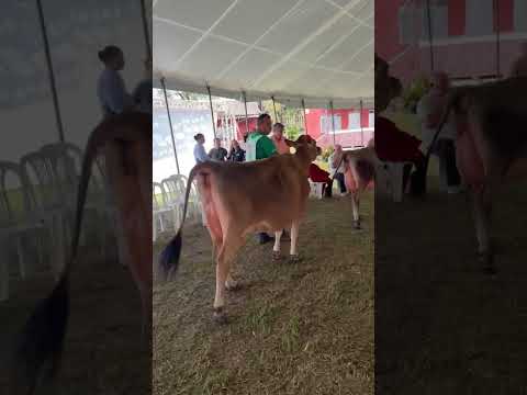 Etapa Nacional da Raça Jersey na cidade de Barbacena/MG.