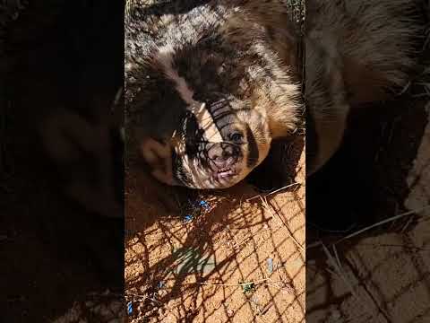Angry Arizona Badger!