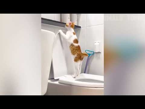 cat #cat #kitten #funnyviral #funnyvideos