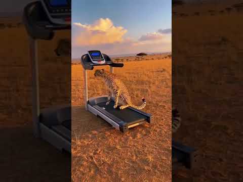 Run, Cheetah! Testing the Treadmill on the African Savannah! 😳🐆💨