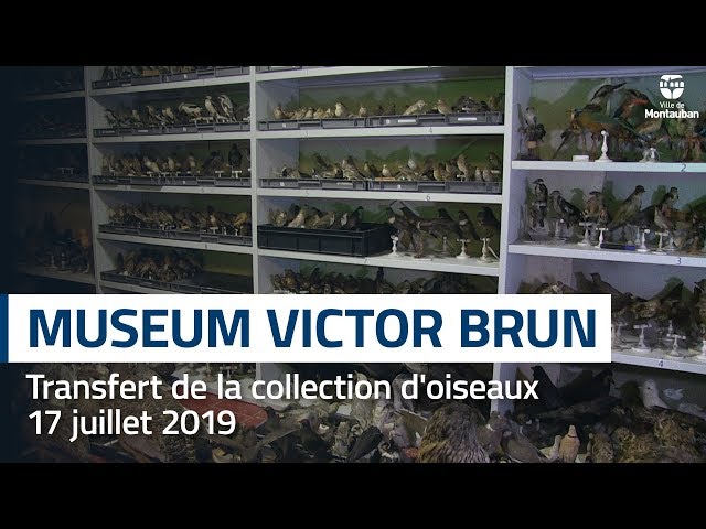 Muséum : déménagement des collections d'oiseaux