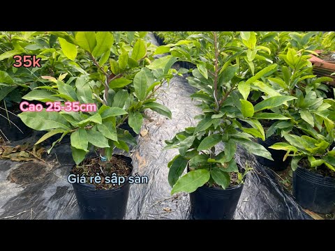 Xả hàng giá rẻ 35k gom lẹ ae ơi dảo thủ đức cao 25-35cm củ đế đẹp📲0385113942