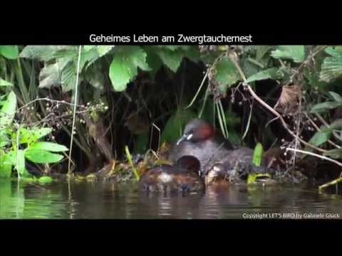 Potápka malá (Tachybaptus ruficollis) – trilkovanie pri hniezde