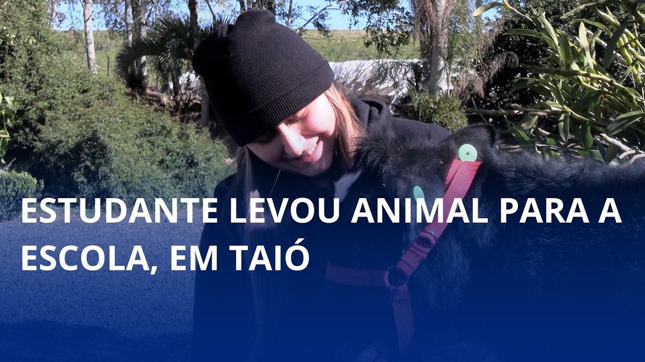 Estudante levou bezerrinha para a escola, em Taió