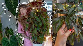 making a plant trellis with wire mesh 🌿