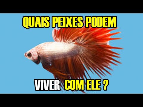5 FISH THAT CAN LIVE WITH BETTA