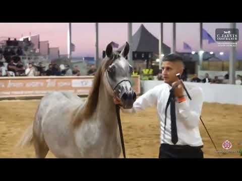 N 52 LAMEES ASG   The Arabian Horse Galilee Show 2023   Yearling Fillies B Class 5