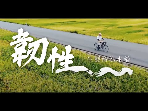 臺灣水稻韌性進化 香甜可口抗蟲又耐候