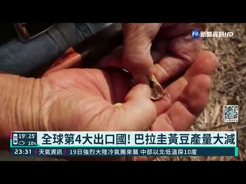 全球第4大出口國! 巴拉圭黃豆產量大減