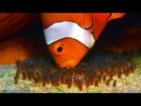 How clown fish breed - complete process (from fry to adult)