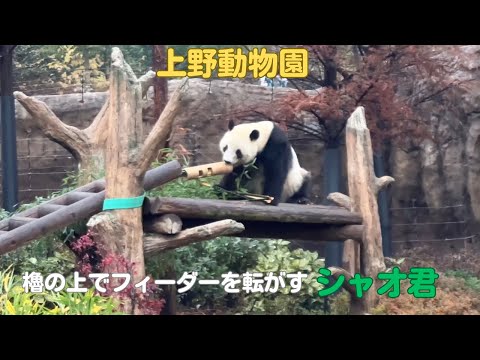 シャオシャオ」のYahoo!リアルタイム検索 - X（旧Twitter）を