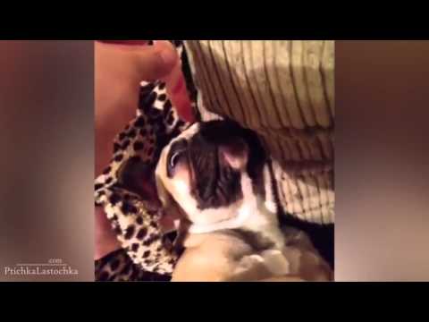 hahaha... crazy dogs :P