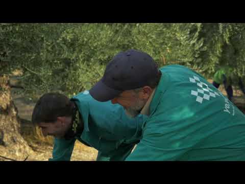 Recolección de aceitunas - Yo, Verde Picual 500ml