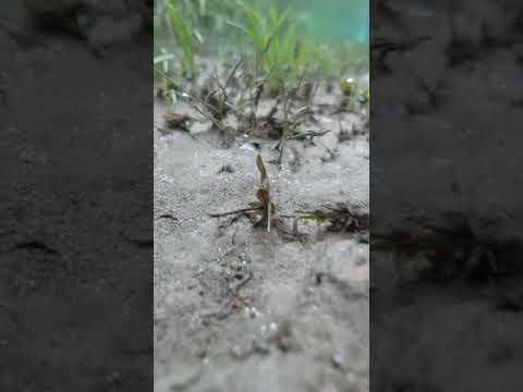 Water view #waterview #shorts #shortvideo #shortfeed  #bd  #sharmin #it’ssharmin