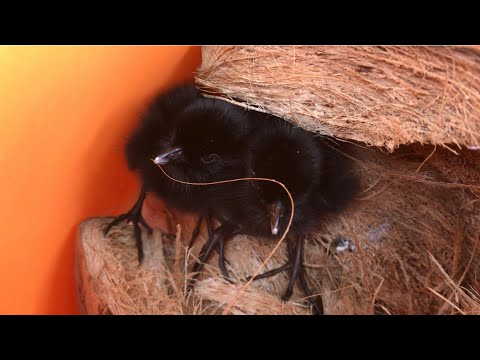 Lost Mom This Cute Corn-Cranes | Must Find Their Mother | They Are Shouting 😢