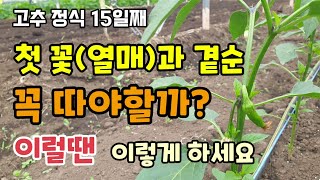고추정식15일째 고추방아다리꽃(열매)와 곁순은 따야할까요 이럴땐 이렇게 하시면 고추다수확 가능 고추병해충방제…