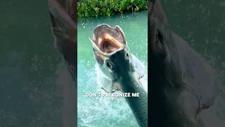 😂 Dusty Dubs Hilarious Animal Voiceover Mashup (No. 180)