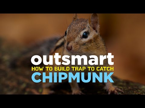 Best Way To Save Your Garden From Chipmunks; Catch and release.
