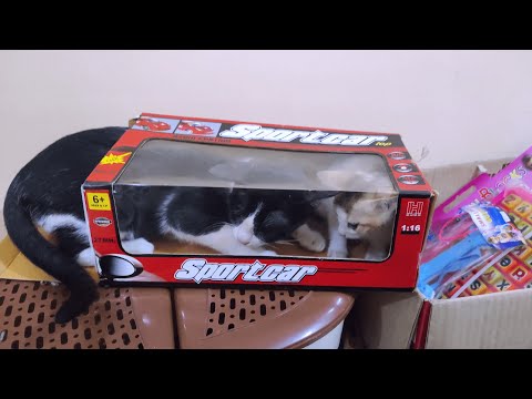 Cute cats fun time | Cat inside Box | Meow Tusu