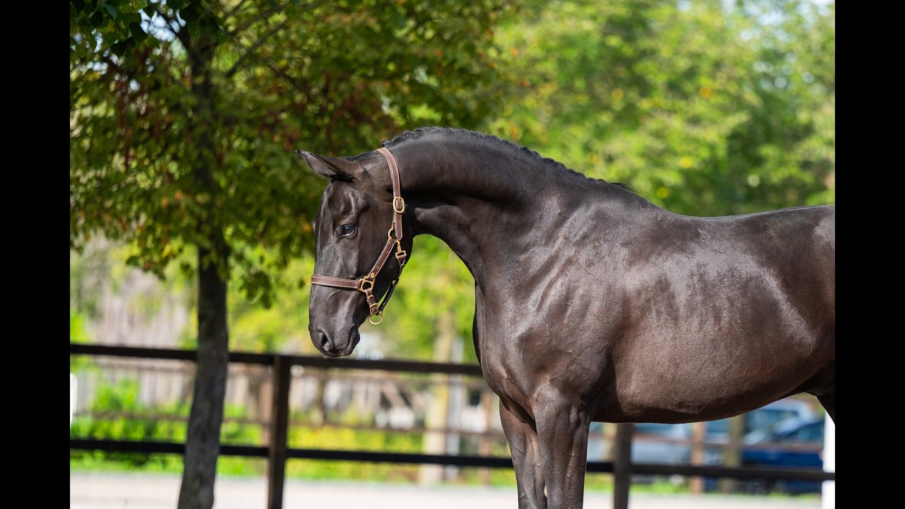 Inferno Z ☆ (I'M SPECIAL DE MUZE x POLIDIKTUS VD HELLE) video 2