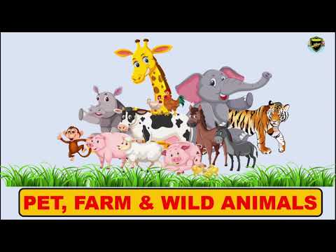 Pet, Farm, and Wild Animals | Types of Animals for Kids
