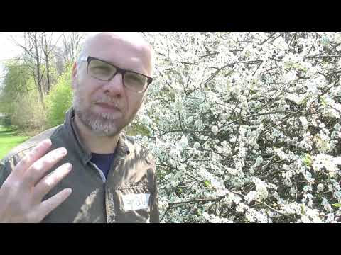 Die Schlehe (Prunus spinosa)