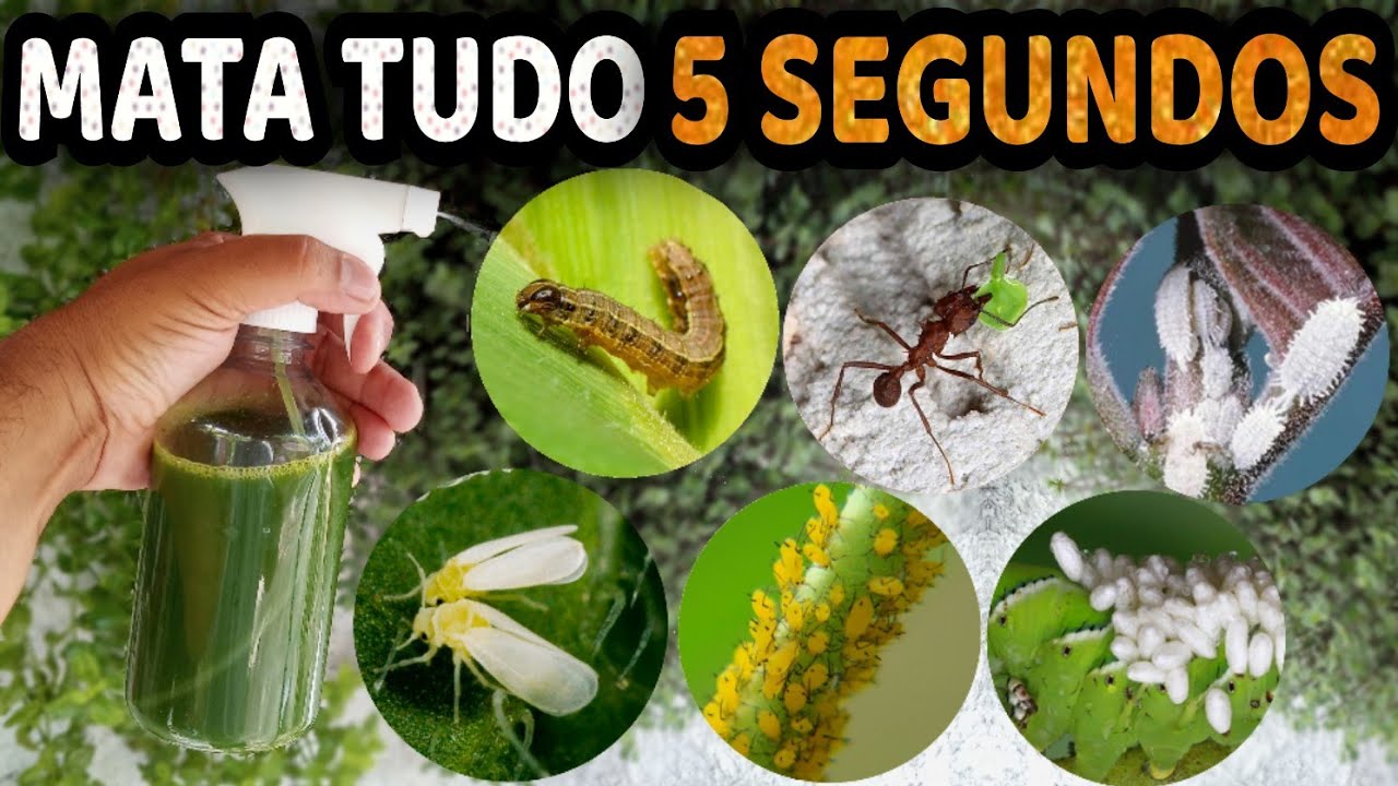 MATA Pulgão, Cochonilha, Formiga, Lagarta, Mosca Branca, Ácaro, Trips (Não Gasta Nada)