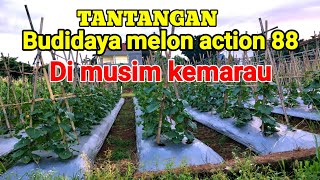 Download lagu CARA MERAWAT MELON ACTION 88 DI MUSIM HUJAN mp3