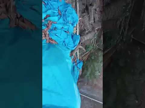  2424 Sq.ft. Residential Plot for Sale in Sirsi, Uttara Kannada