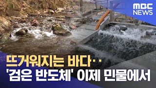 뜨거워지는 바다‥'검은 반도체' 이제 민물에서 (2026.01.26/뉴스투데이/MBC)