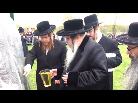 Lag B'Omer In Kiryas Tosh, Canada - 2017/5777